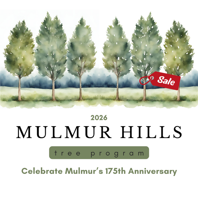 2026-tree-sale.png