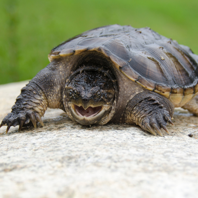 turtle-3.png?set=content_medium
